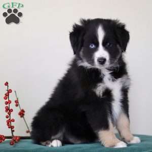 Harvey, Miniature Australian Shepherd Puppy